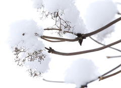 Sambucus kamtschatica