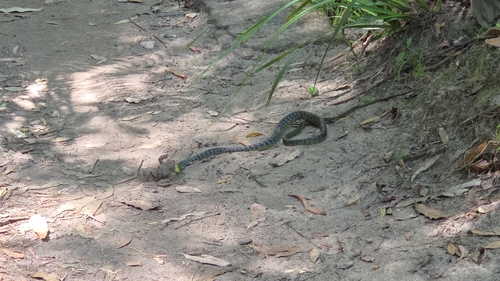 Common Tree Snake sighting