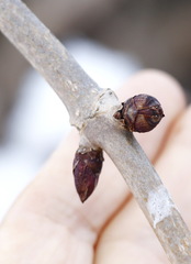 Sambucus kamtschatica