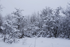 Crataegus chlorosarca