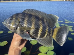 Zebra Tilapia photo 2