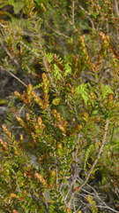 Epacris pauciflora