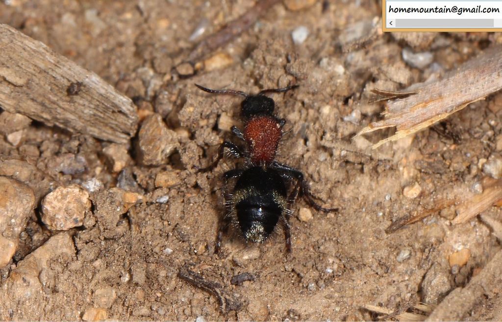 Dasylabris siberica