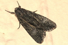 Bryophila raptricula