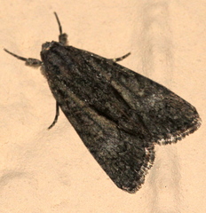 Bryophila raptricula