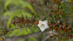 Epacris pauciflora