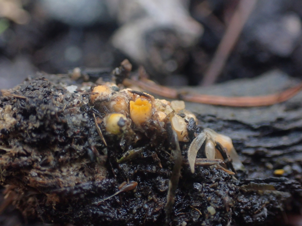 Sphaerobolus stellatus · November 2025 · photo: © dgwdoesthings (iNaturalist, cc0)