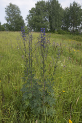 Delphinium cuneatum