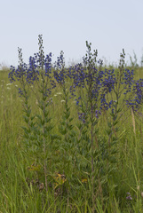 Delphinium cuneatum