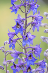 Delphinium cuneatum