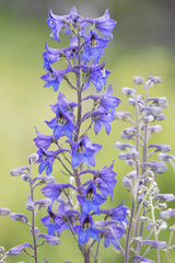 Delphinium cuneatum