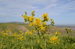 Inula grandis