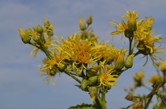 Inula grandis