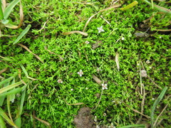 Crassula sinclairii