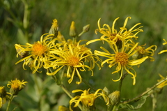 Inula grandis