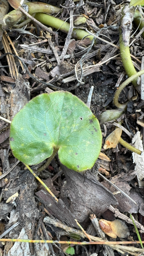 Asarum lemmonii, photograph 5