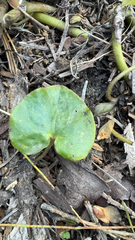 Asarum lemmonii, photograph (c) wonton_soup, some rights reserved (CC BY)