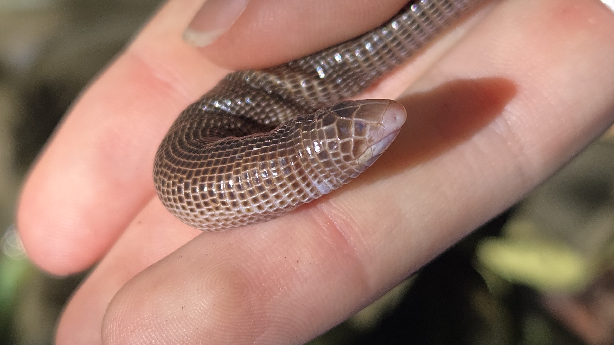 Serra Da Mesa Worm Lizard photo 2