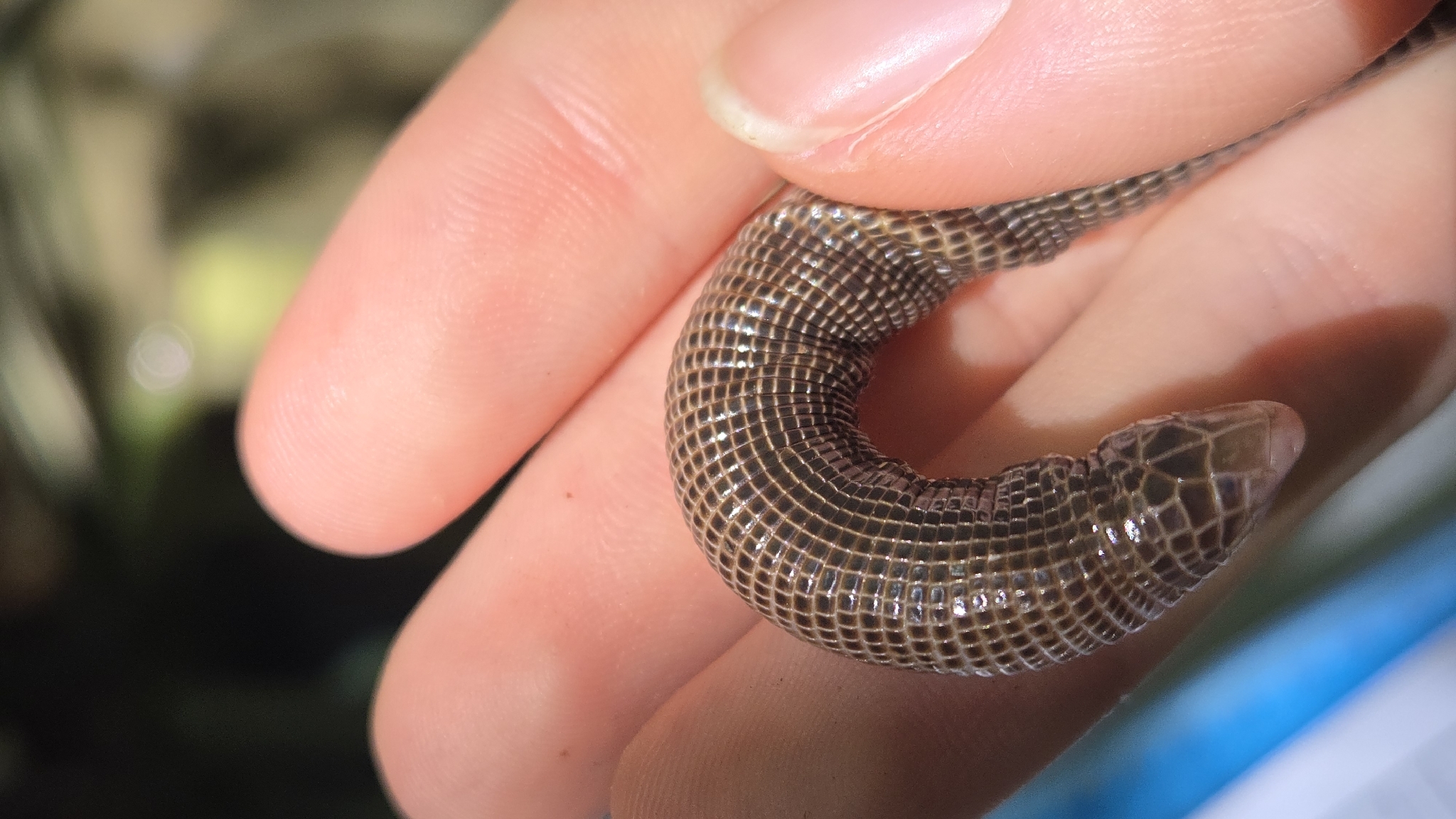 Serra Da Mesa Worm Lizard photo 3