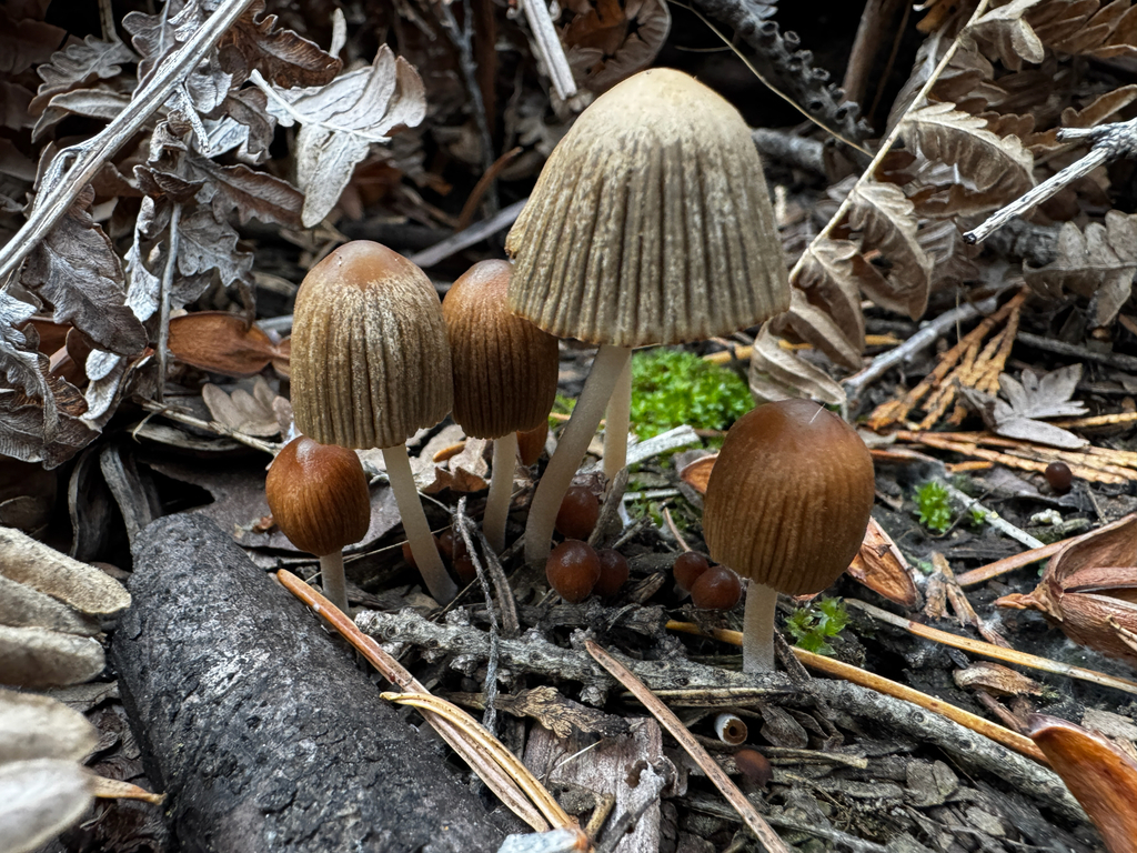 Ephemerocybe impatiens · November 2025 · photo: © wonton_soup (iNaturalist, cc-by)