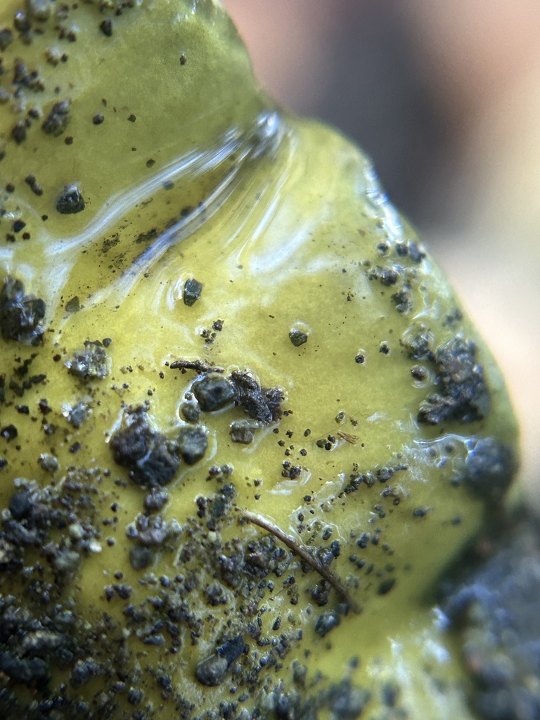 Calonarius viridirubescens