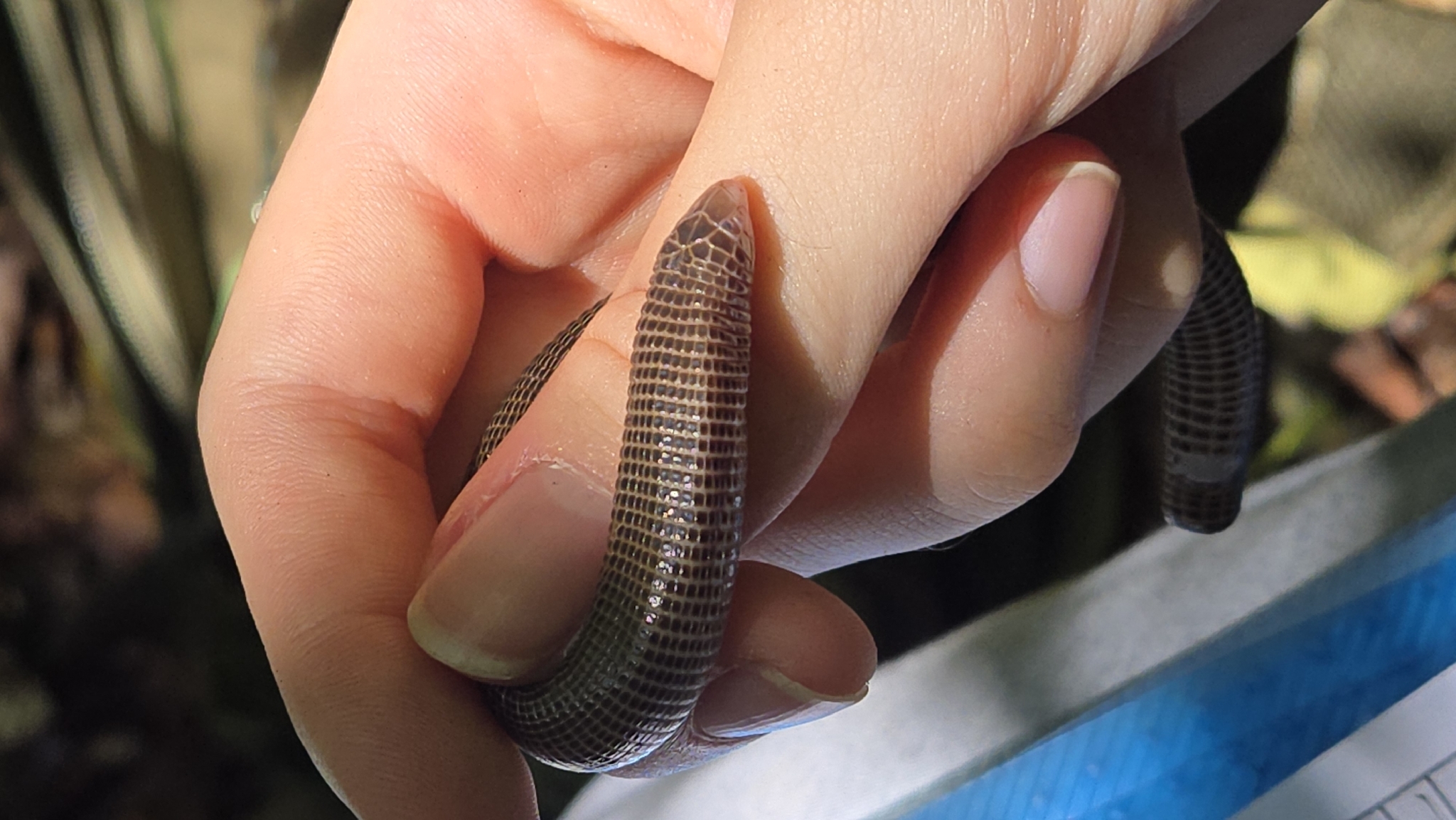 Serra Da Mesa Worm Lizard photo 4