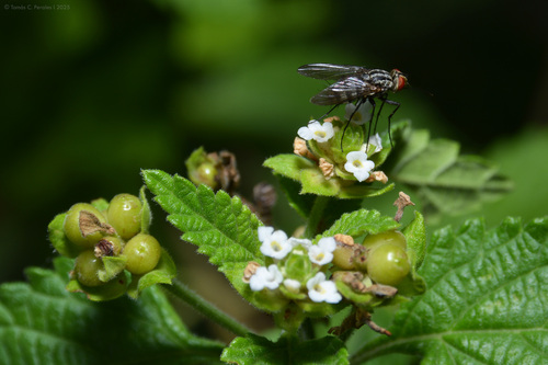 Lantana grisebachii, photograph 5