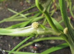 Sparganium hyperboreum