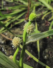 Sparganium hyperboreum