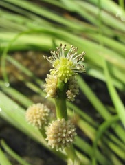 Sparganium hyperboreum