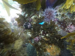 Phyllodesmium horridum