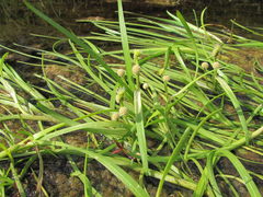 Sparganium hyperboreum