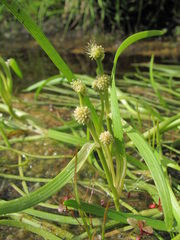 Sparganium hyperboreum