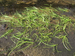 Sparganium hyperboreum