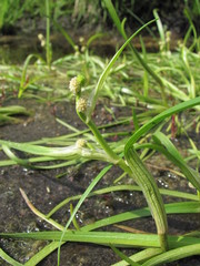 Sparganium hyperboreum