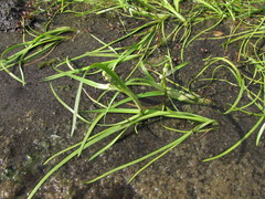 Sparganium hyperboreum