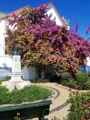 Bougainvillea
