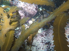 Haploblepharus pictus