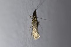 Lindera tessellatella