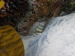 Chitonoidea