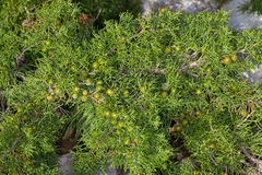 Juniperus turbinata