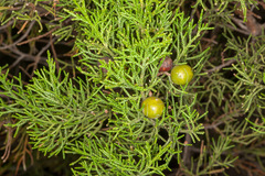 Juniperus turbinata