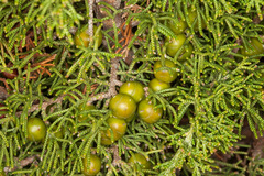 Juniperus turbinata