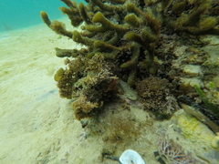 Caffrogobius nudiceps