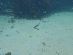 Diplodus