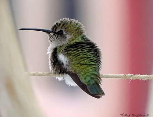 Costa's Hummingbird