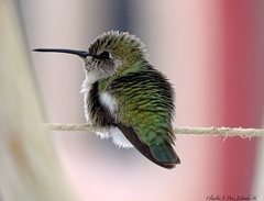 Costa's Hummingbird photo 5
