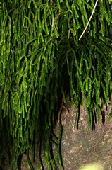 Phlegmariurus billardierei