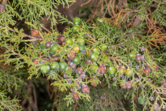 Juniperus phoenicea