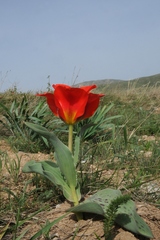 Tulipa greigii